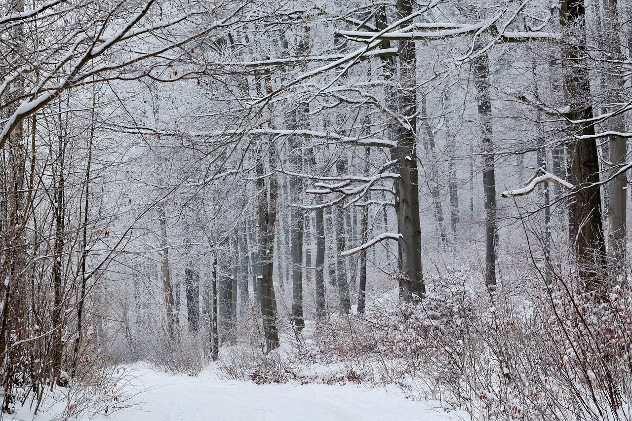 snow  forest  winter free photo