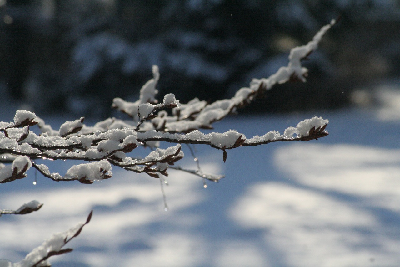 snow  branch  tree free photo