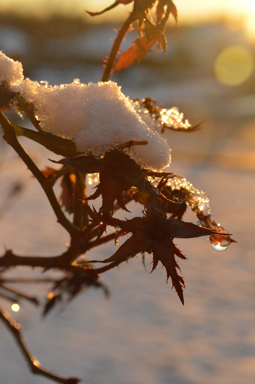 snow  winter  droplets free photo