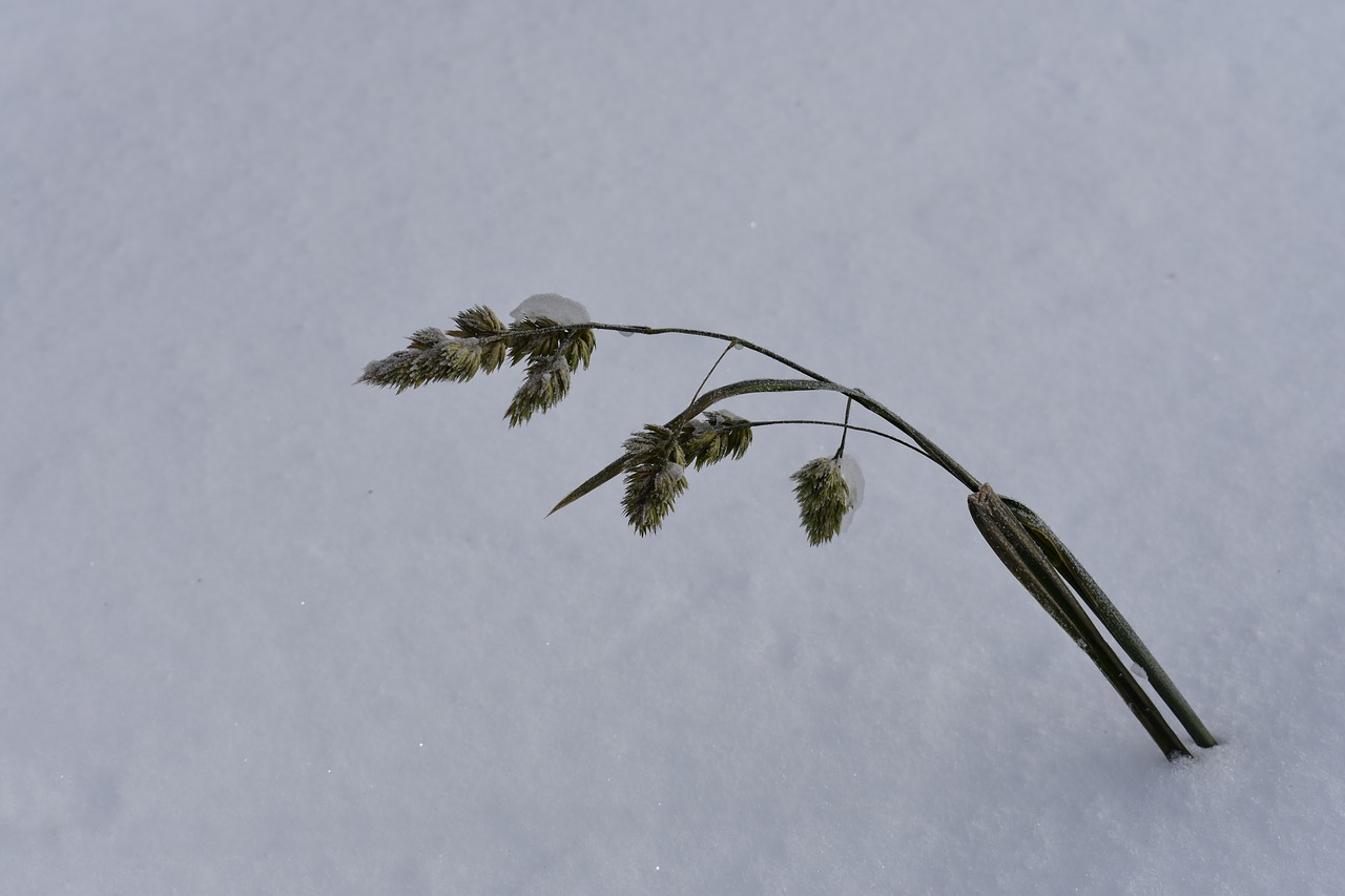 snow  winter  grass free photo