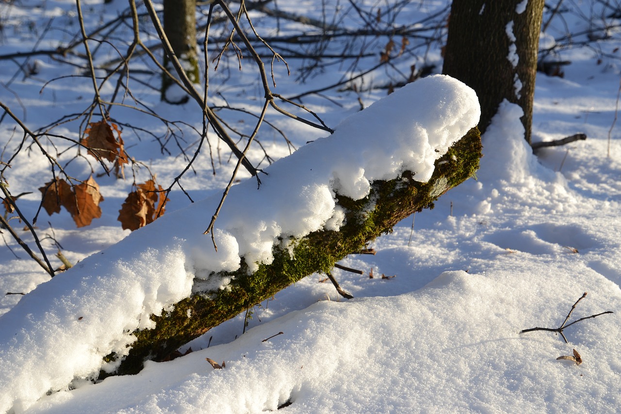 snow  winter  landscape free photo