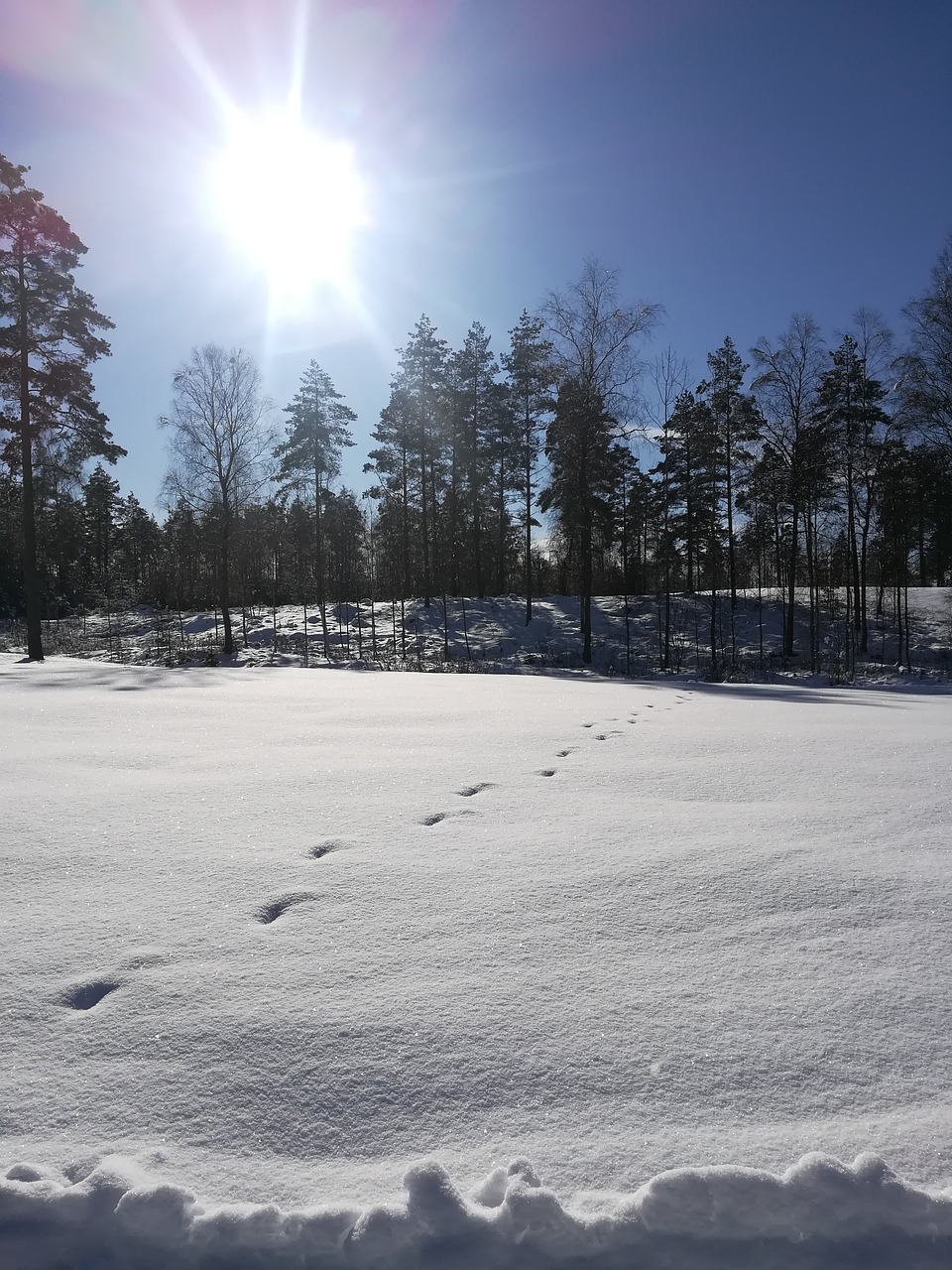 snow  track  winter free photo