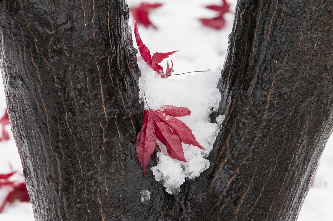 snow  wood  winter free photo