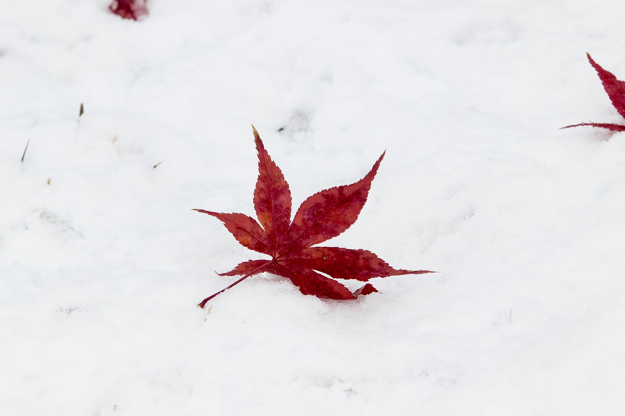 snow  wood  winter free photo