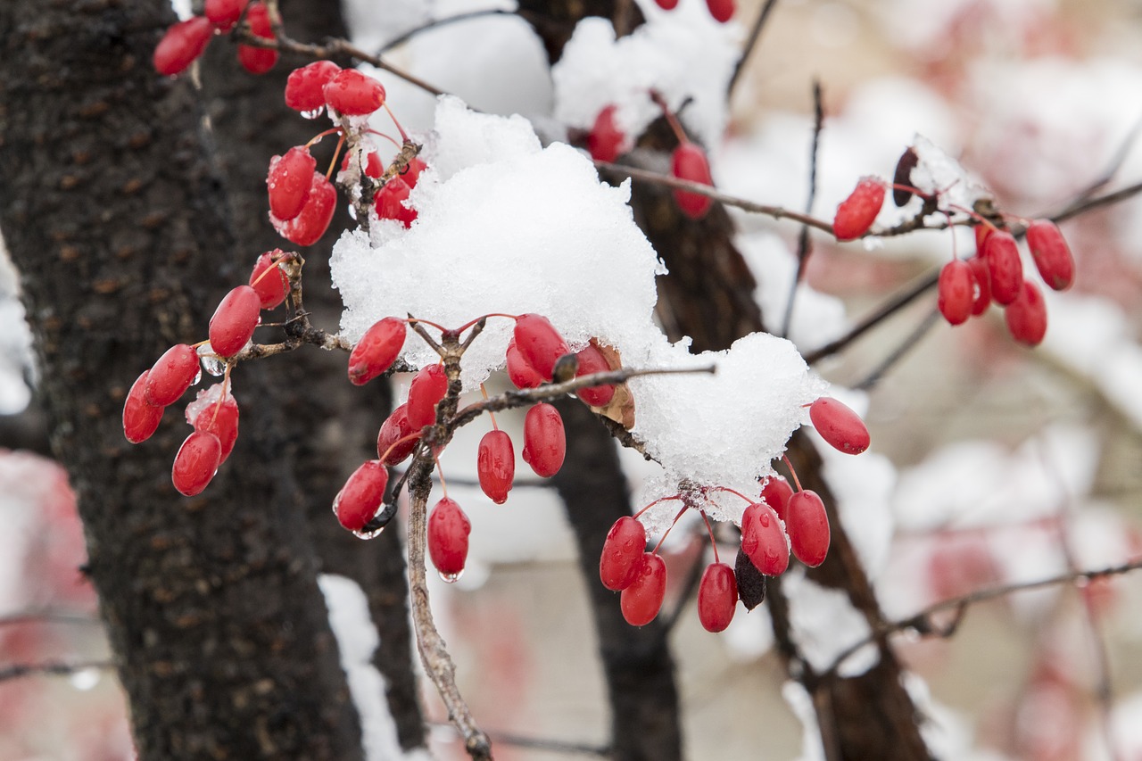 snow  wood  winter free photo