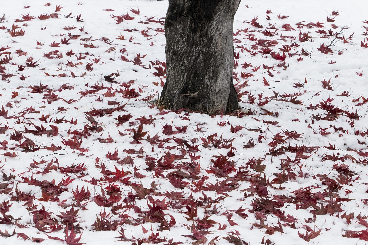 snow  wood  winter free photo