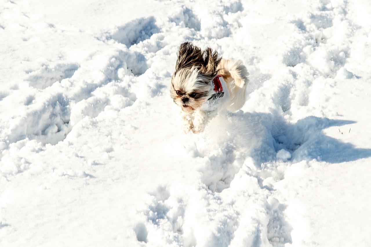 snow dog pet free photo