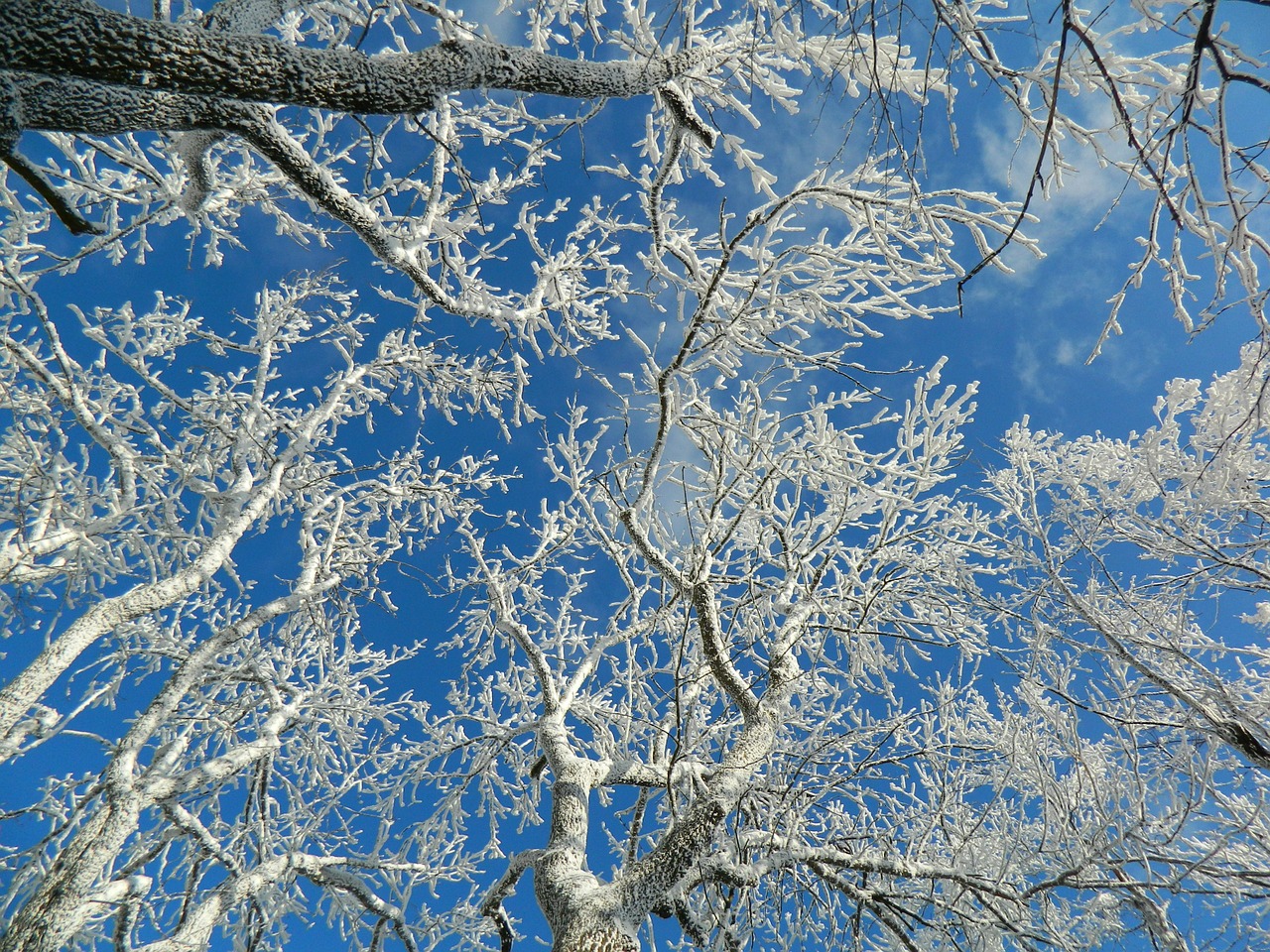 snow frost winter free photo