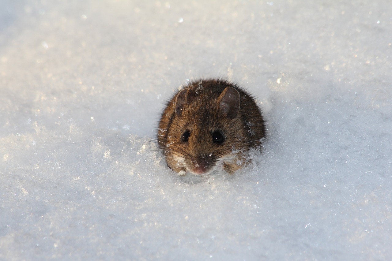 snow  mouse  winter free photo