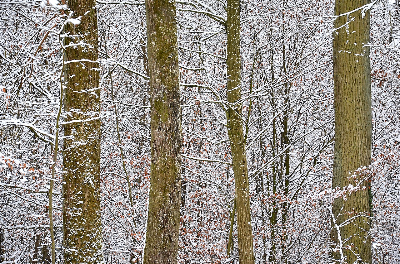 snow  forest  winter free photo