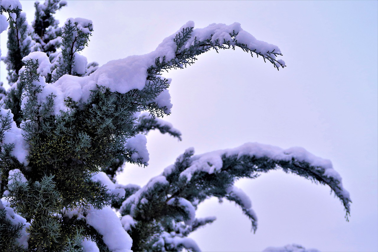 snow  winter  tree free photo