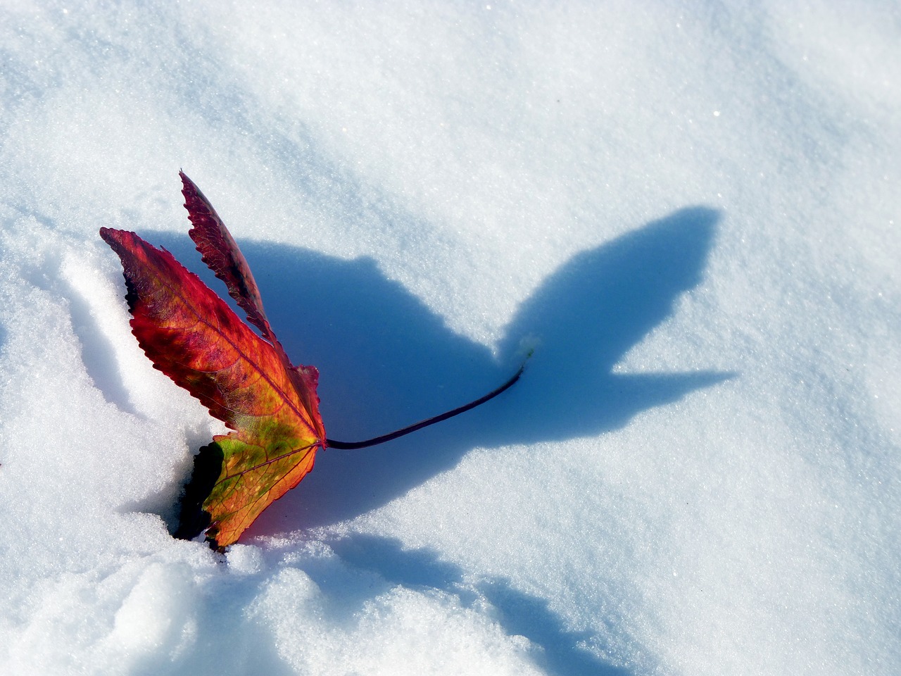 snow  red  maple leaf free photo