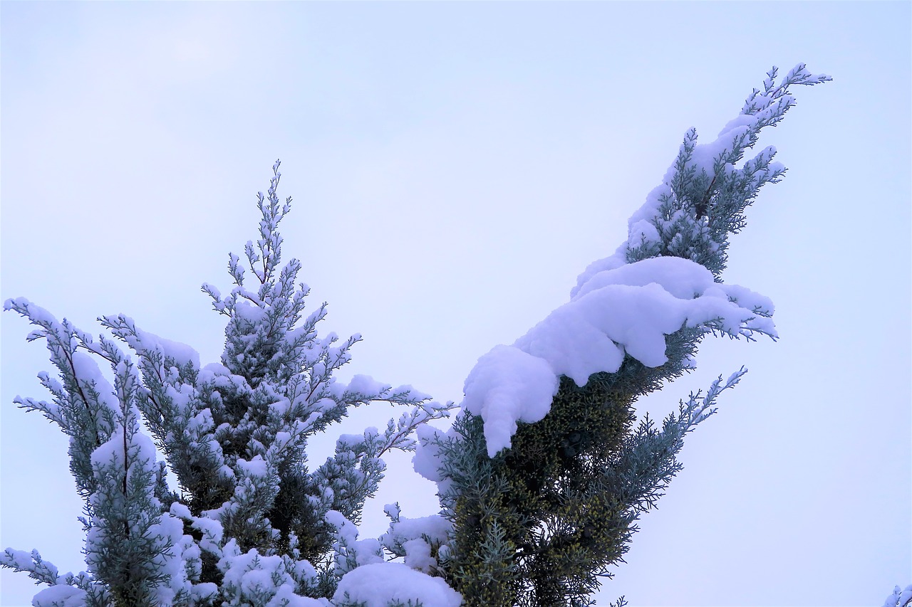 snow  winter  tree free photo