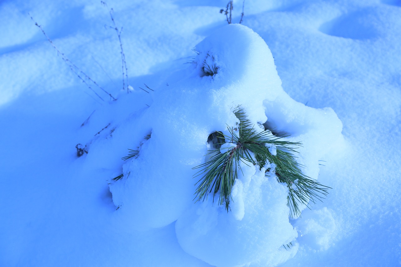 snow  winter  nature free photo