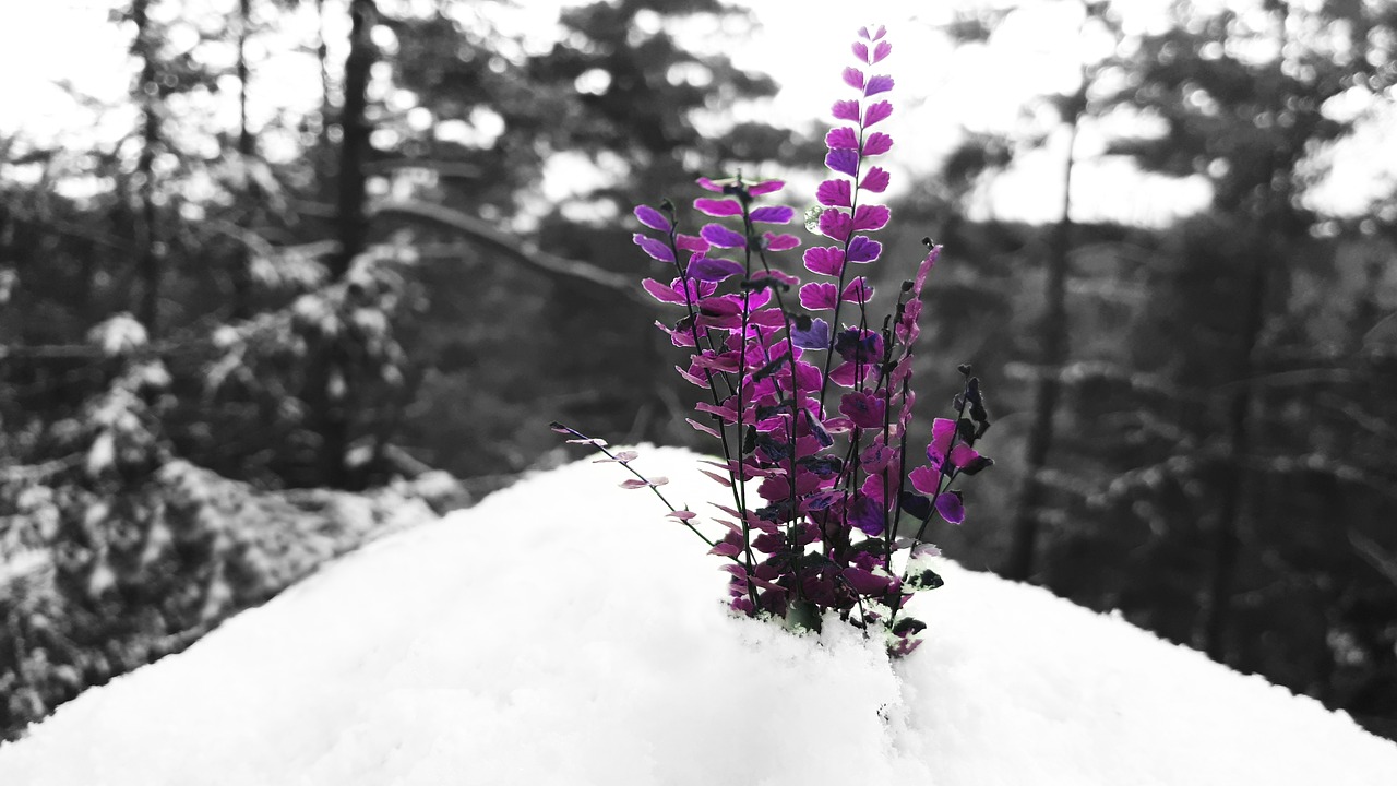 snow  purple  winter free photo