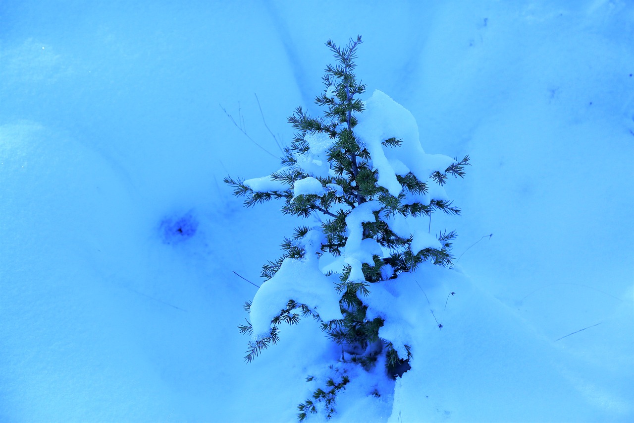 snow  winter  pine free photo