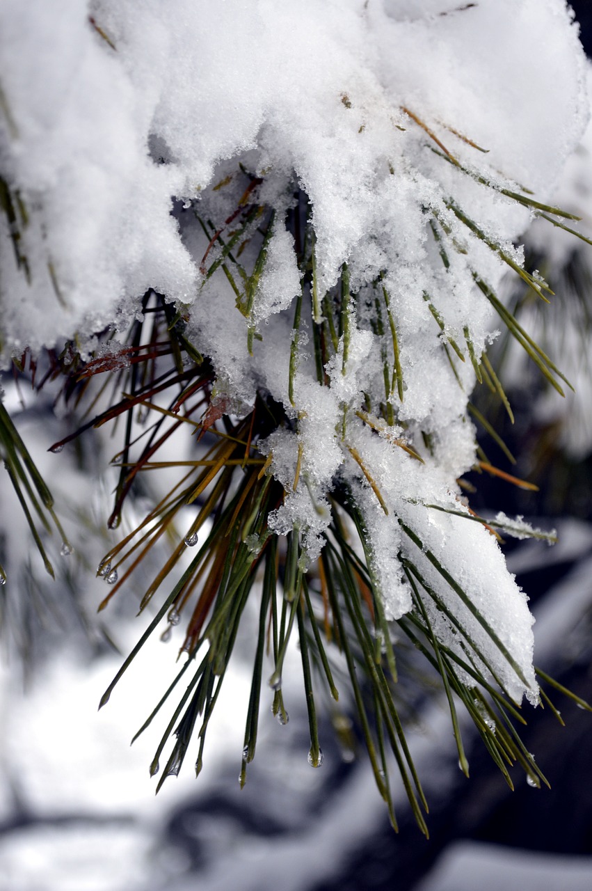 snow  pine  winter free photo