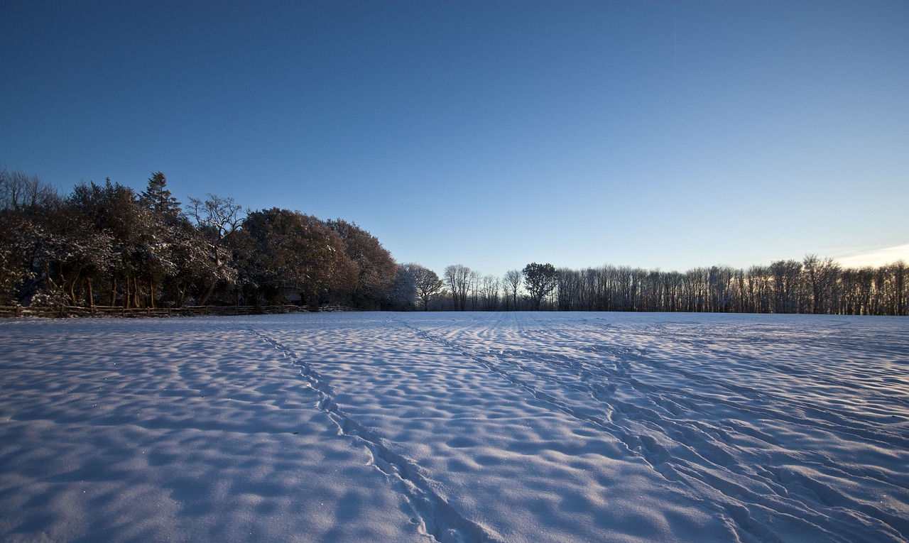 snow  field  winter free photo