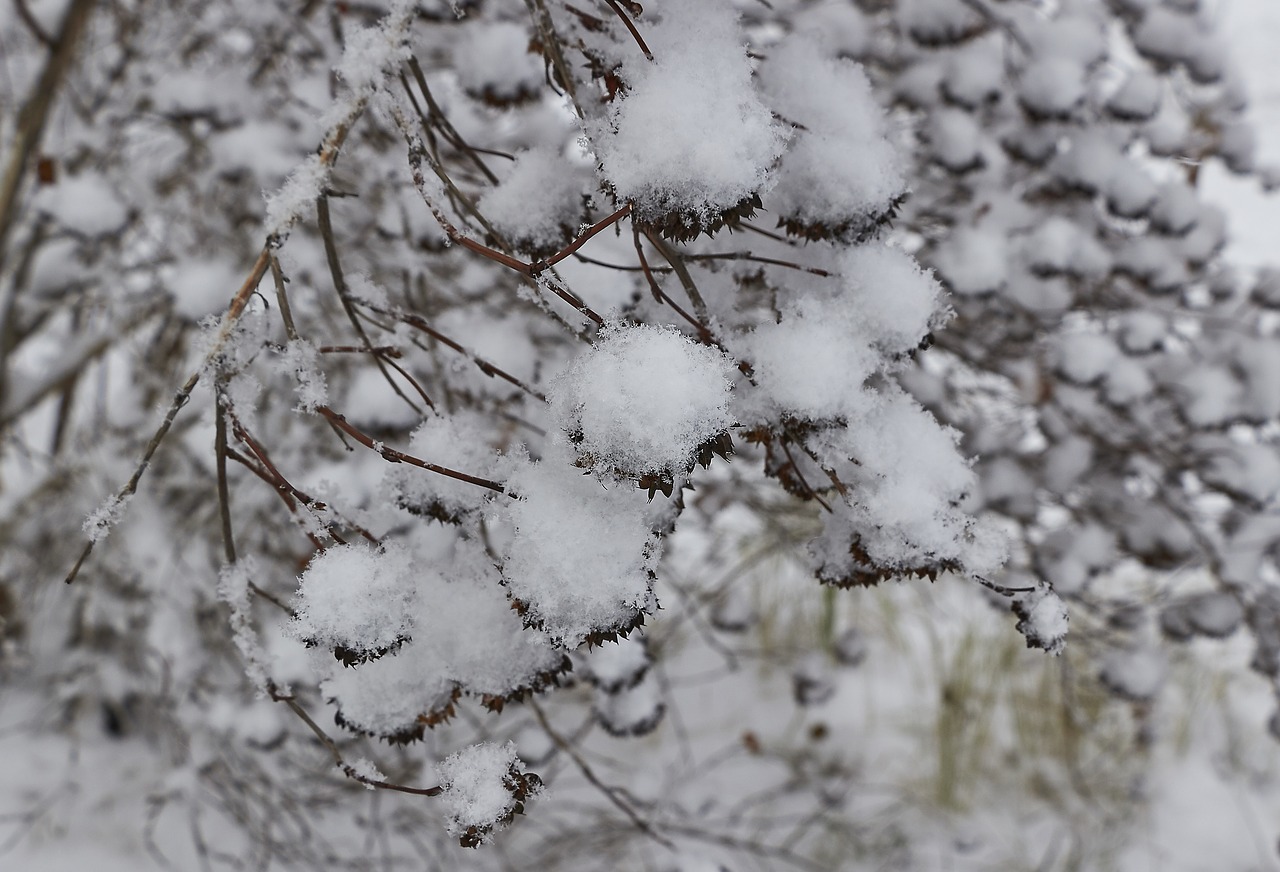 snow  snowflake  snowflakes free photo