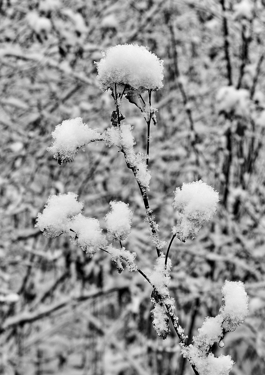 snow  snowflake  snowflakes free photo