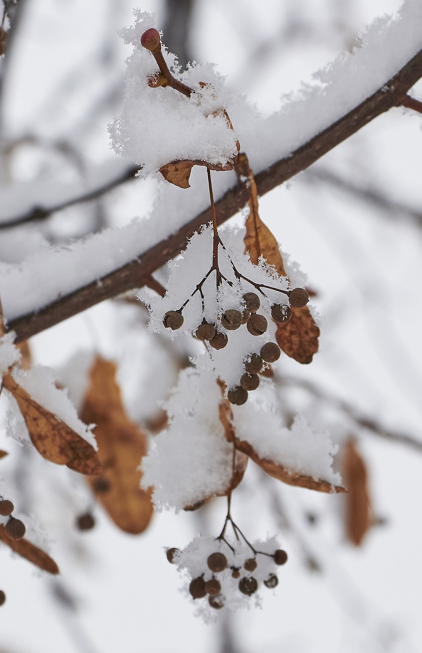 snow  snowflake  berry free photo