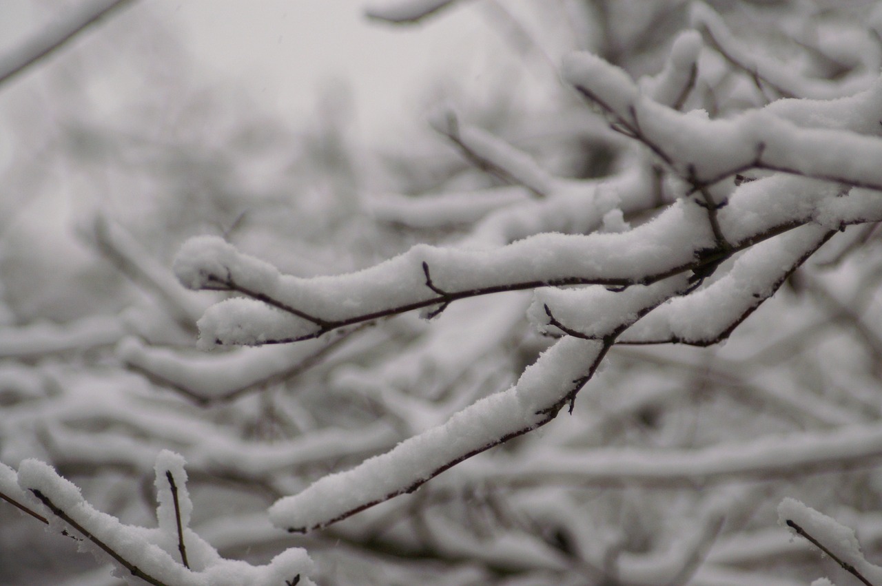 snow  tree  branches free photo