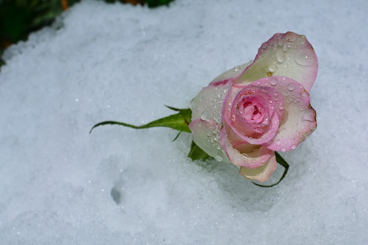 snow  rose  cold free photo