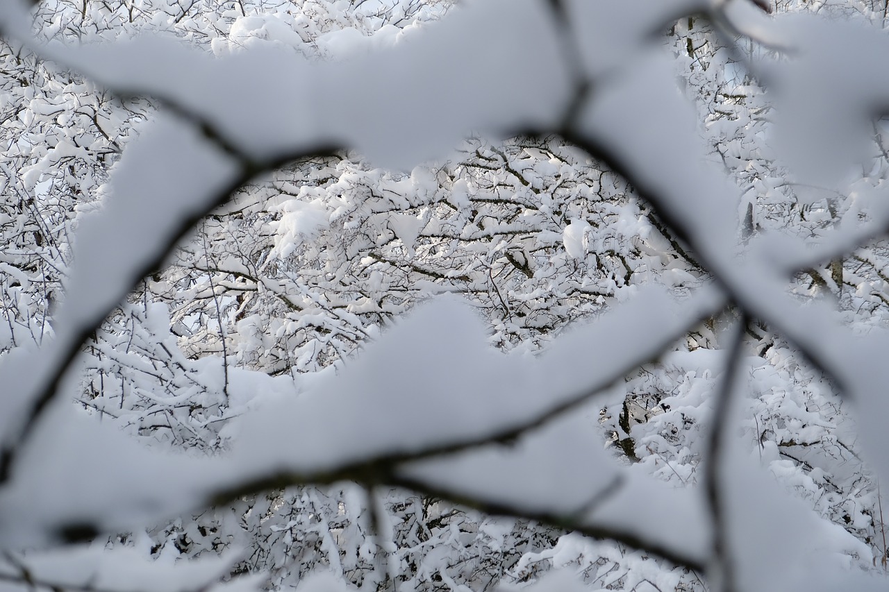 snow  branch  tree free photo