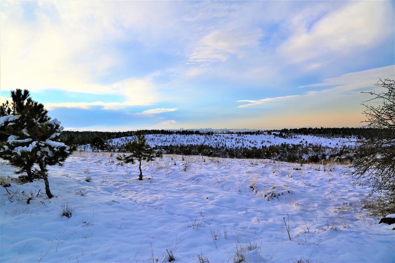 snow  winter  tree free photo