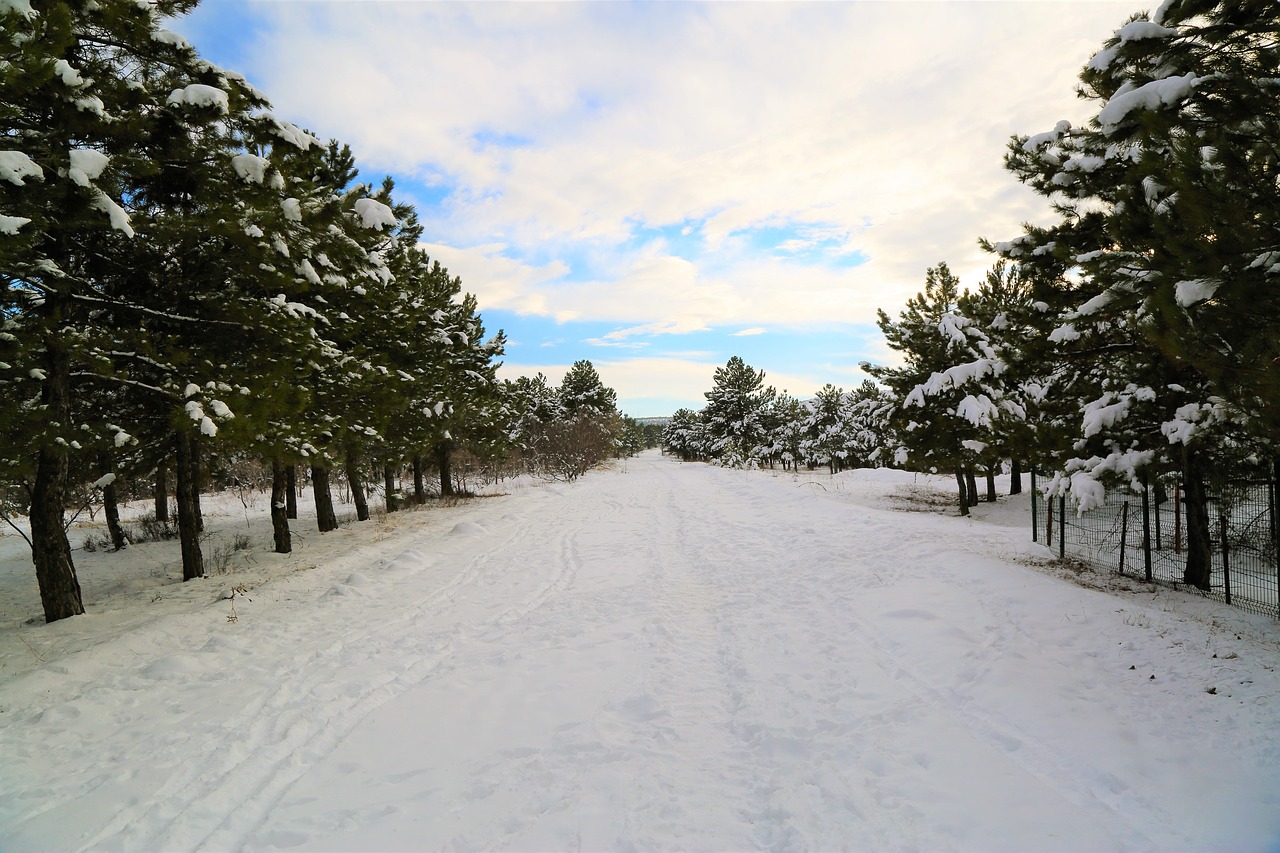 snow  winter  nature free photo