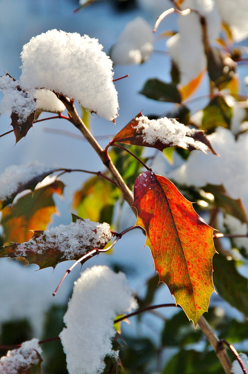 snow  winter  bush free photo