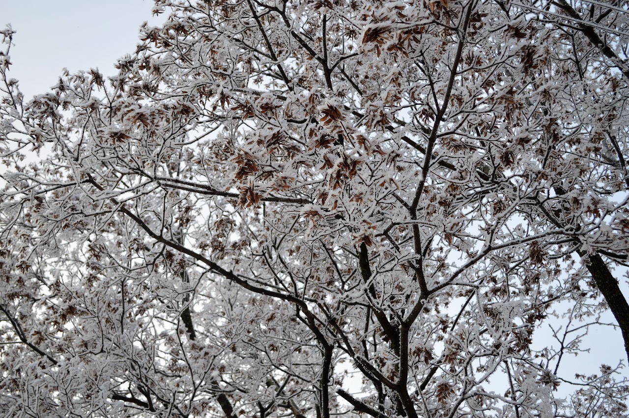 snow  winter  forest free photo