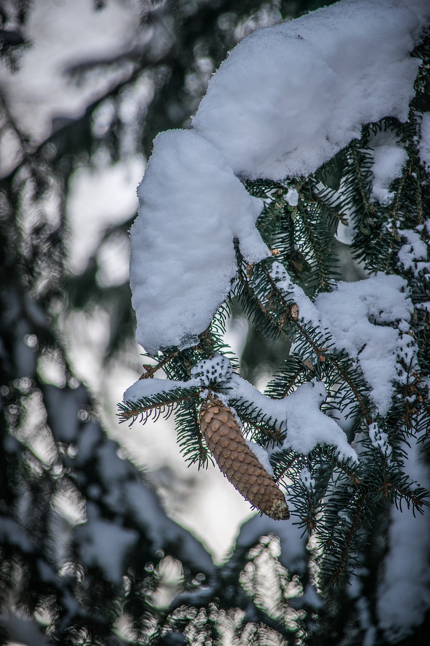 snow  winter  frost free photo