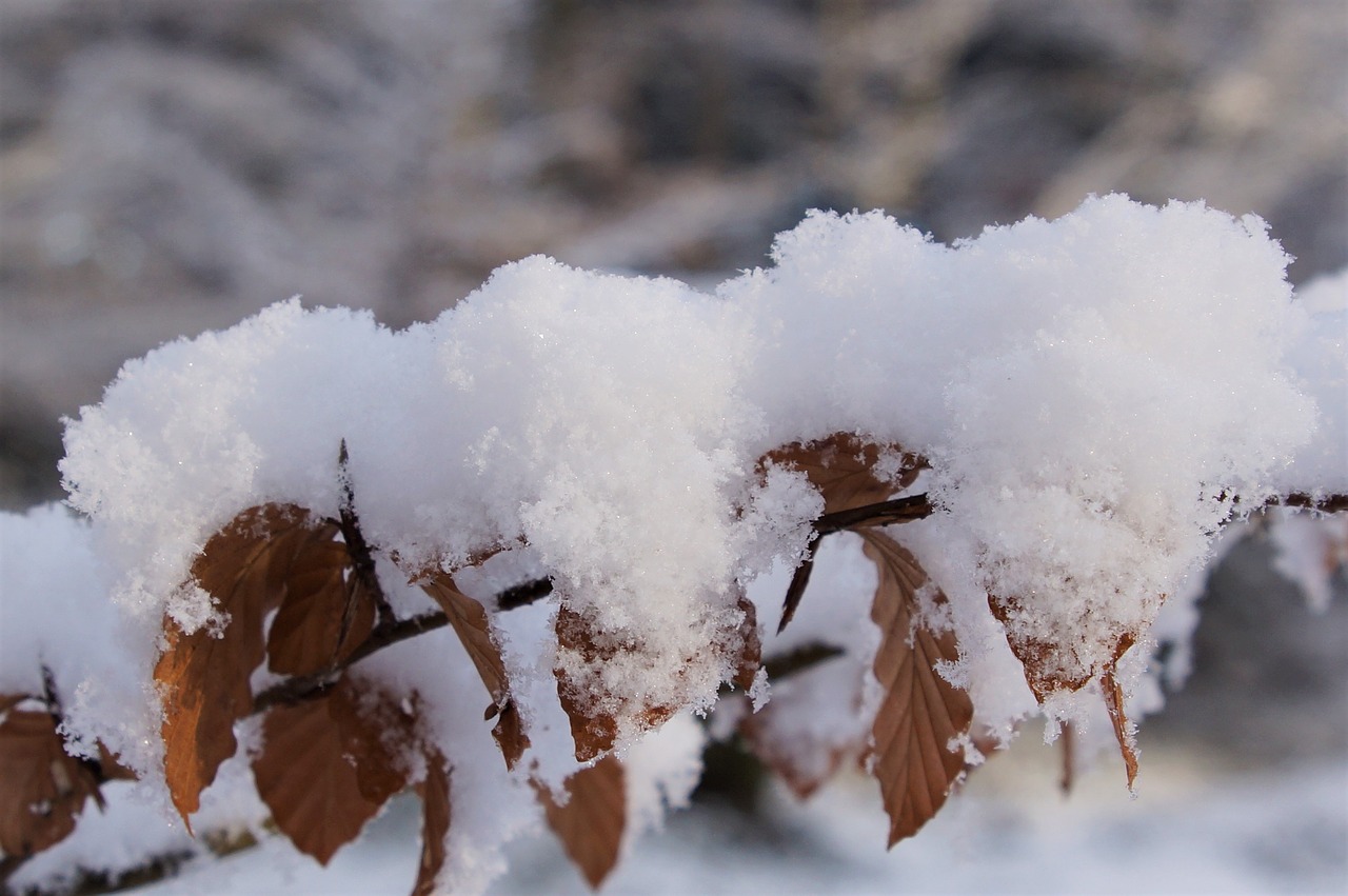 snow  winter  branch free photo