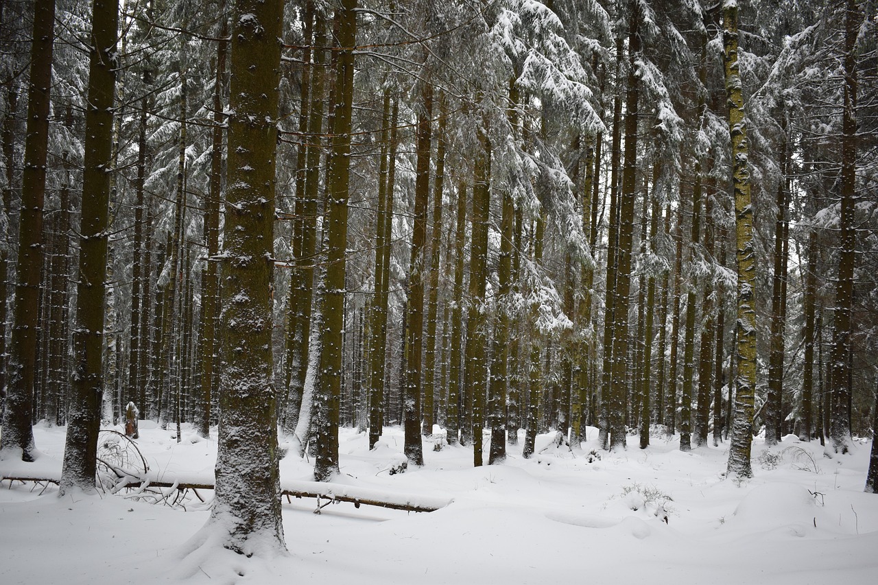 snow  forest  winter free photo