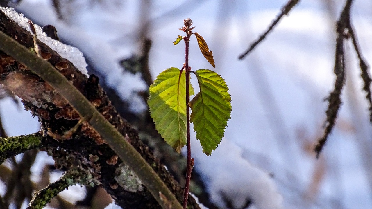 snow  forest  nature free photo