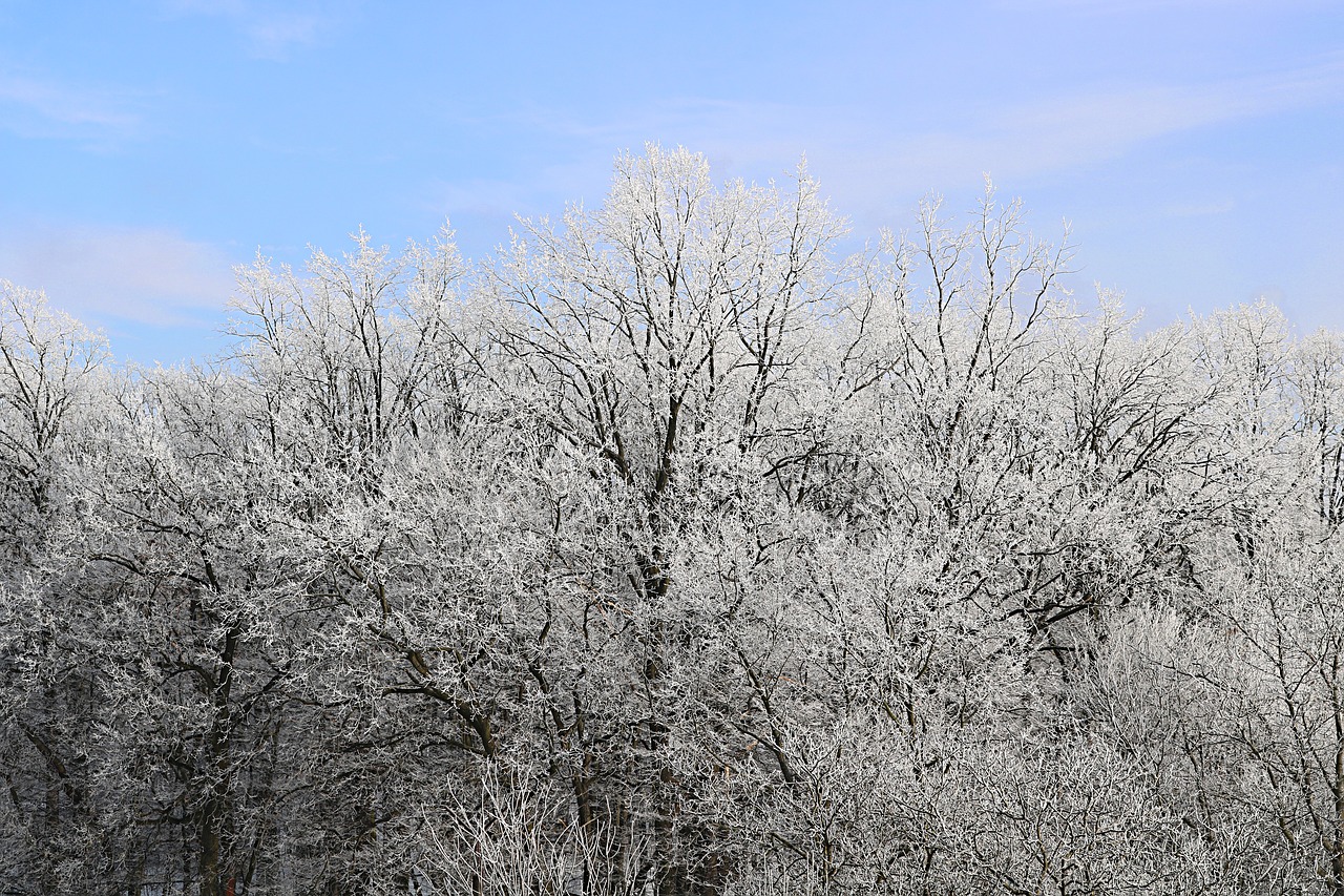 snow  landscape  frost free photo