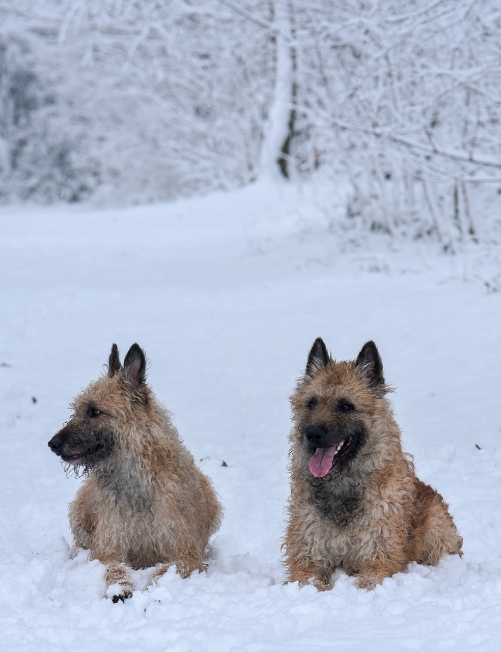 snow  dogs  dog free photo