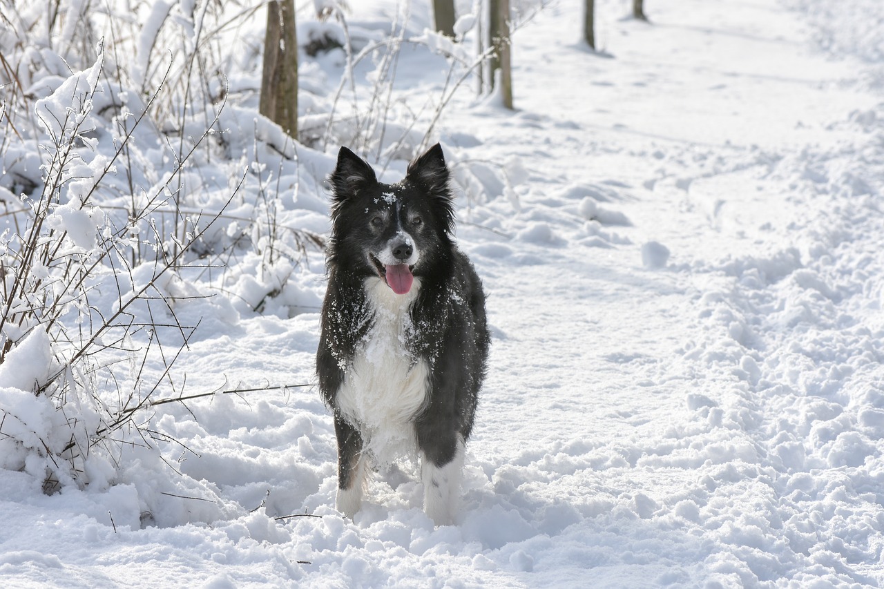 snow  dog  border free photo