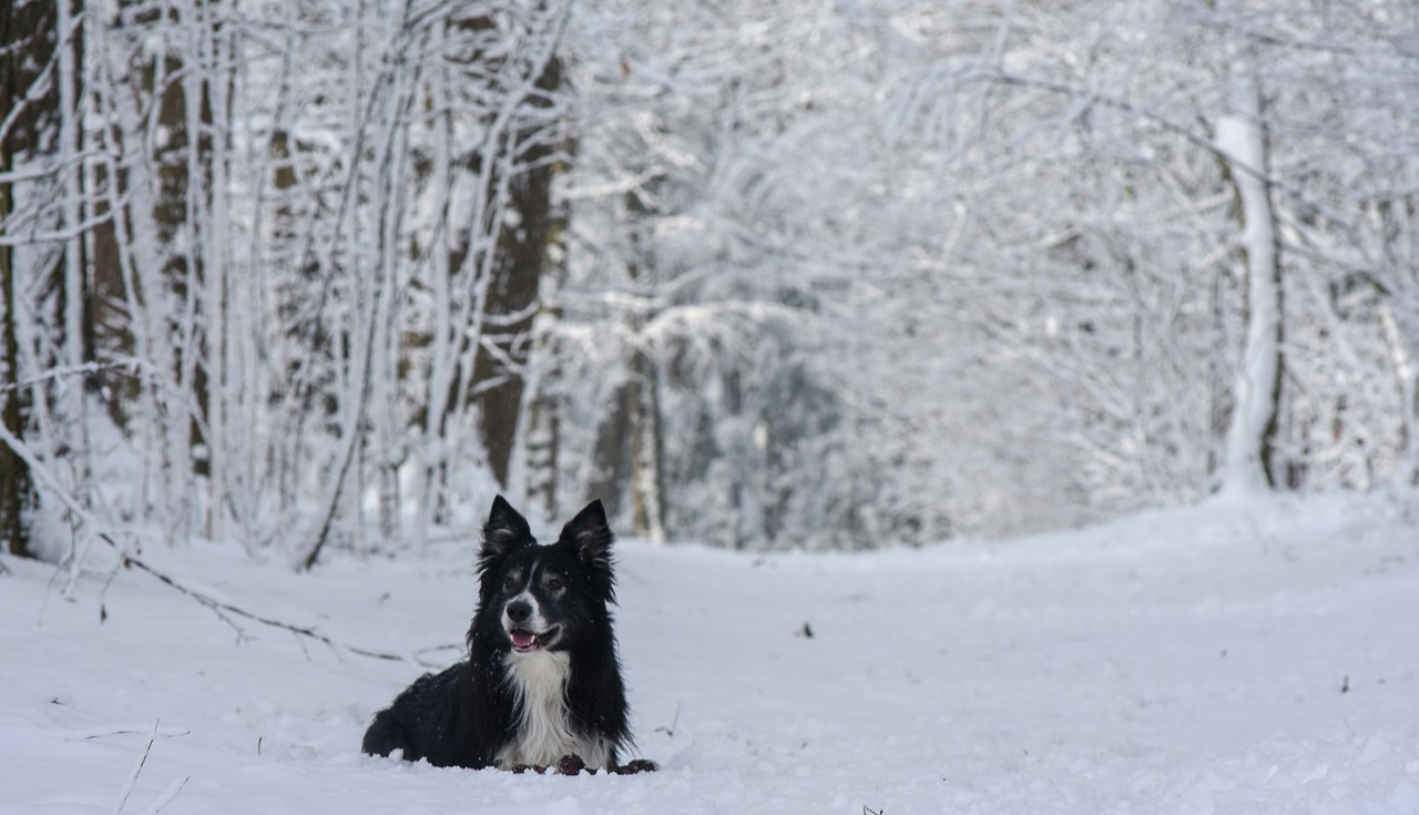 snow  dog  border free photo