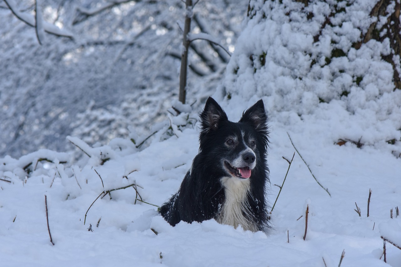 snow  dog  border free photo