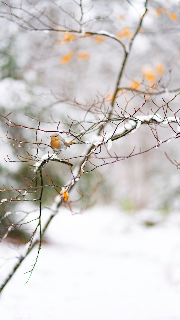 snow  winter  robin free photo