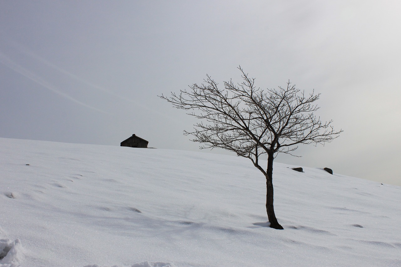 snow  winter  scenery free photo