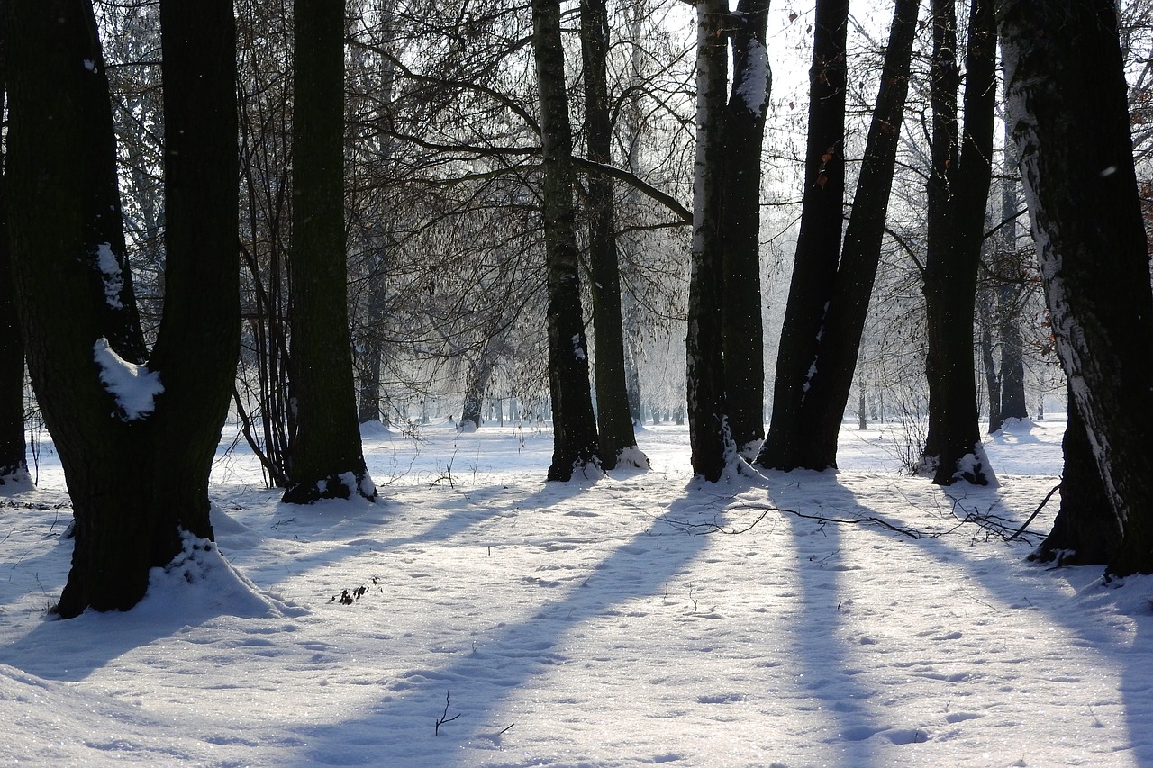 snow  trees  park free photo