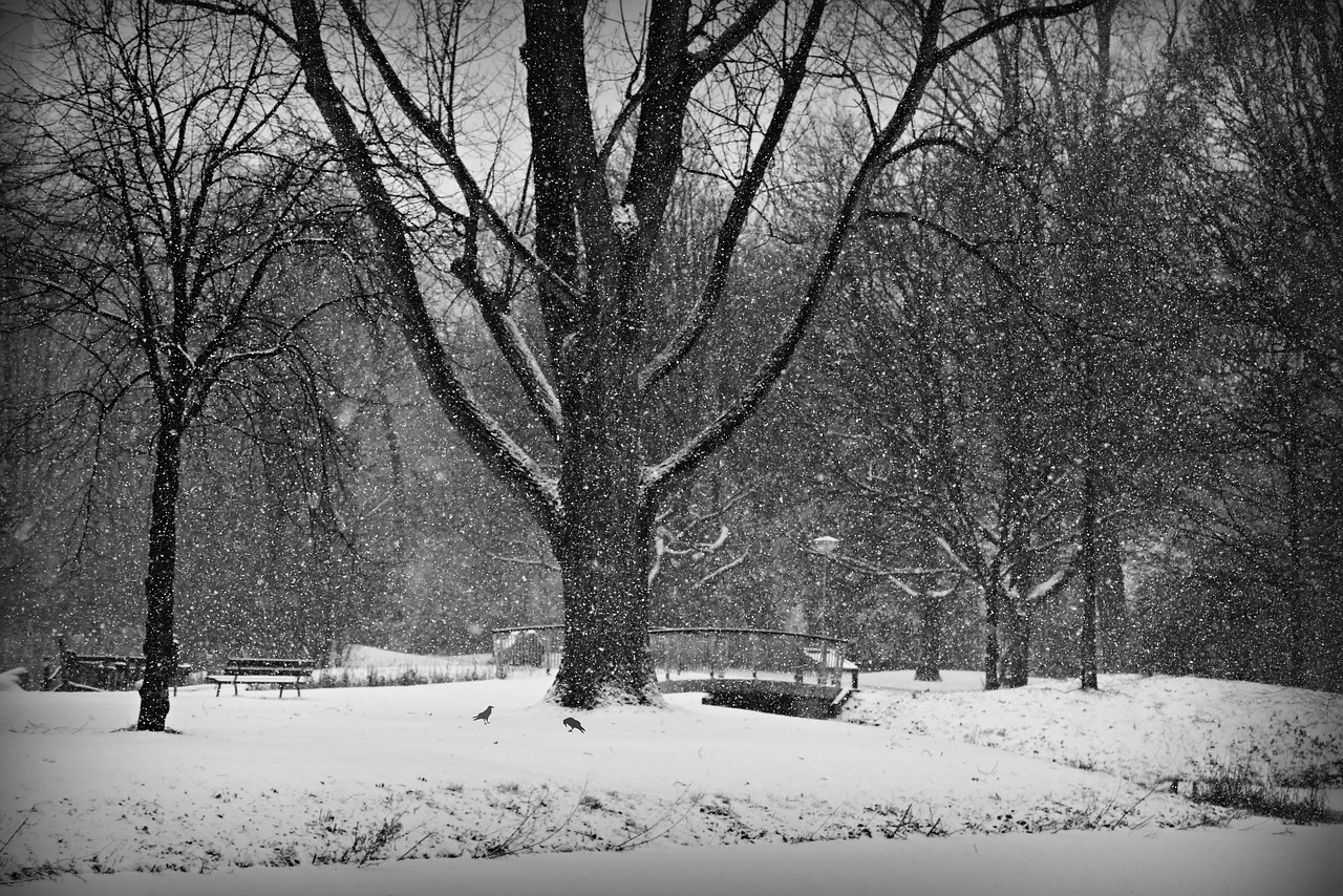 snow  snowy park  tree free photo