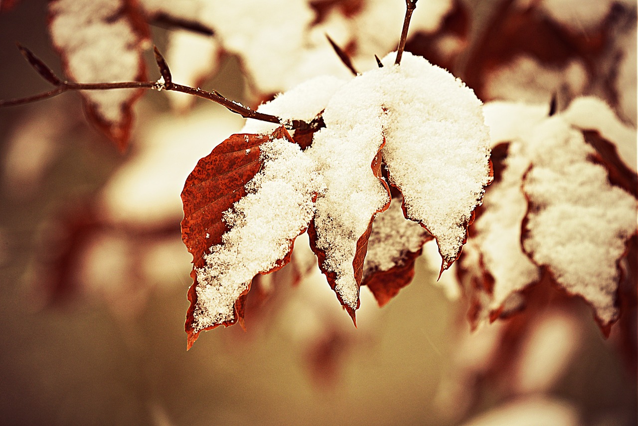 snow  hoarfrost  leaf free photo