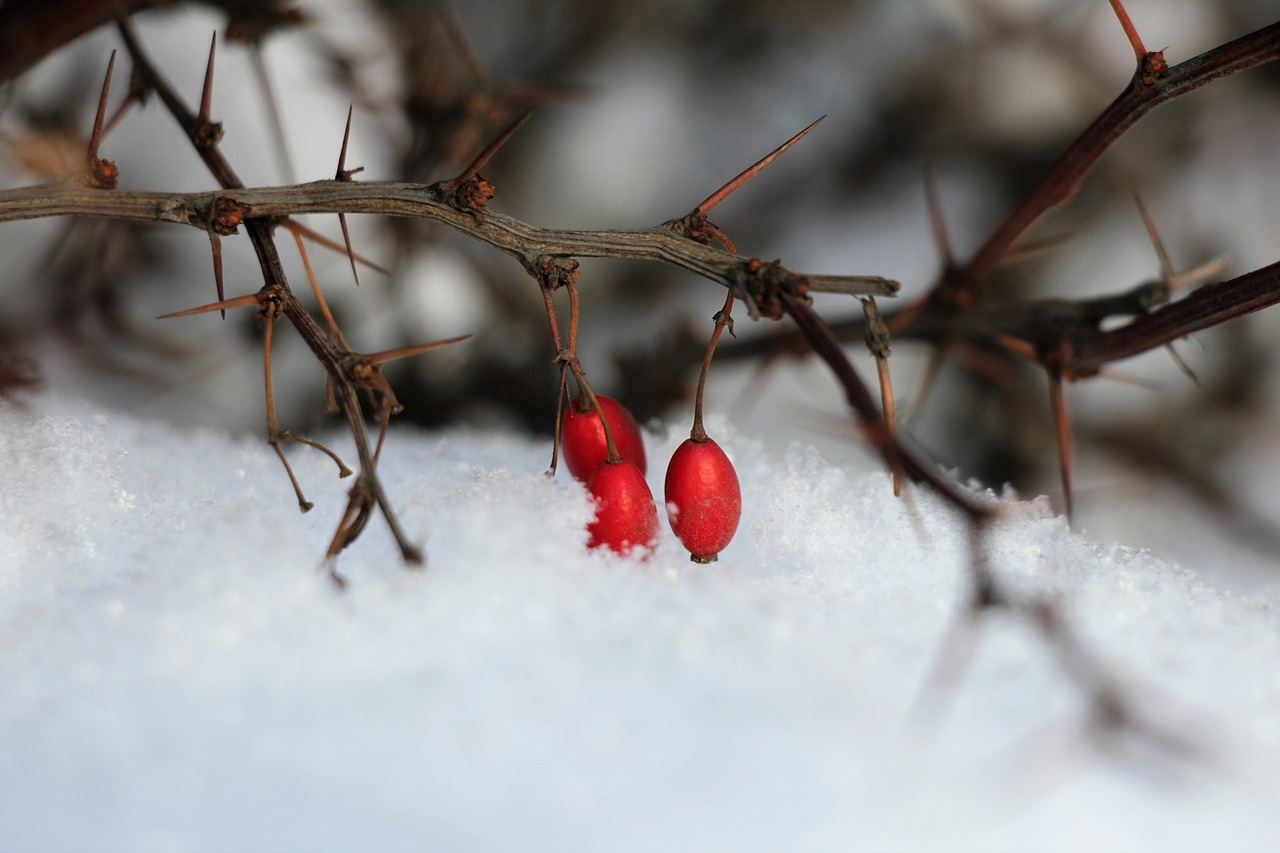 snow  winter  white free photo