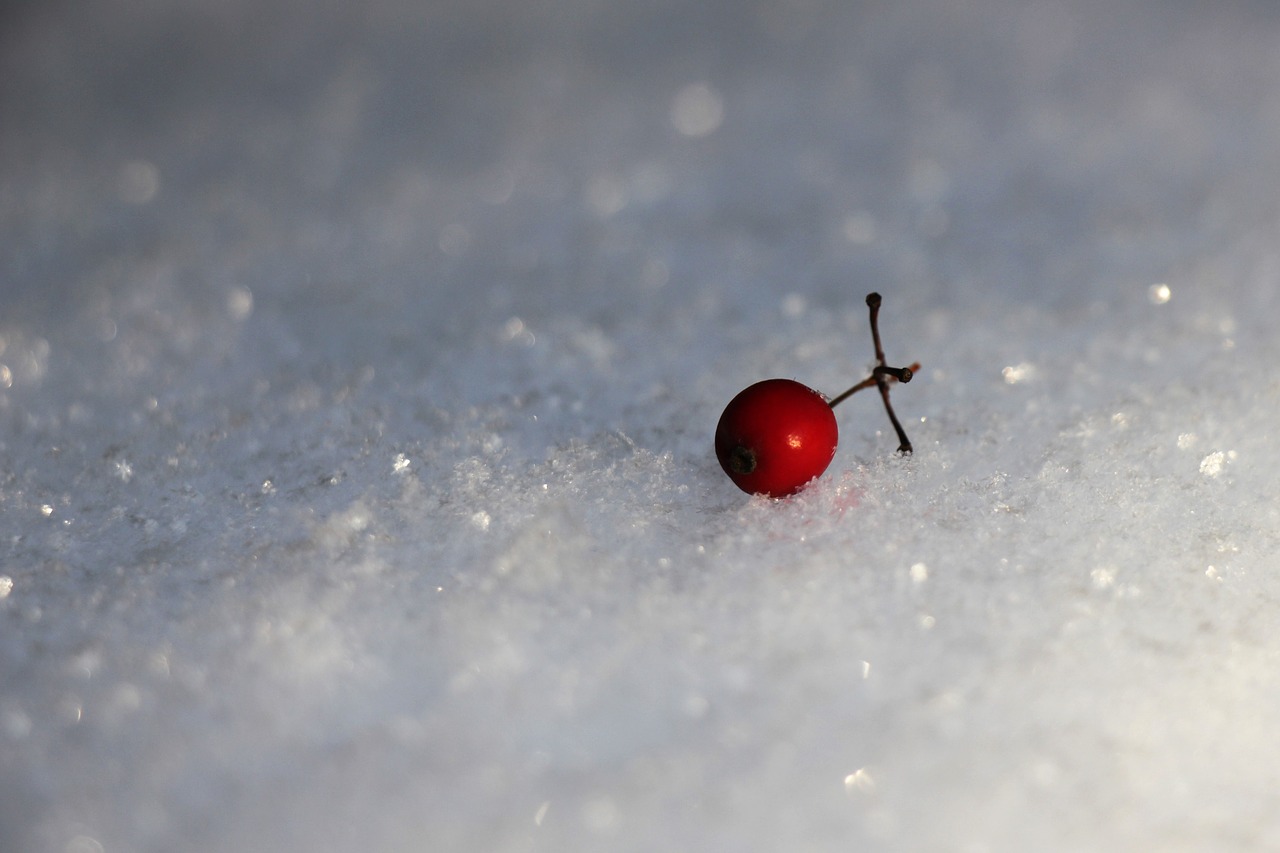 snow  barberry  white free photo