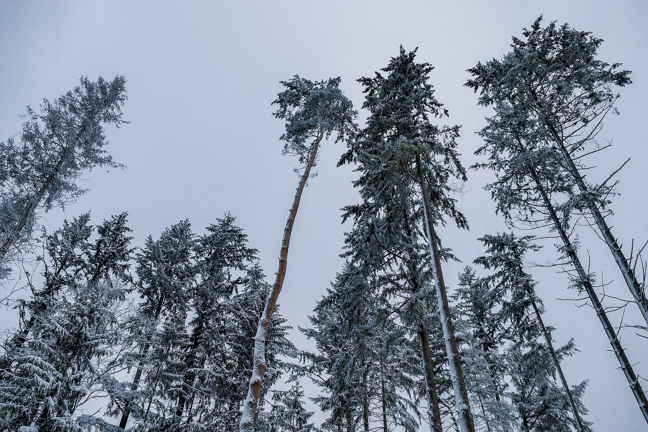 snow  trees  winter free photo