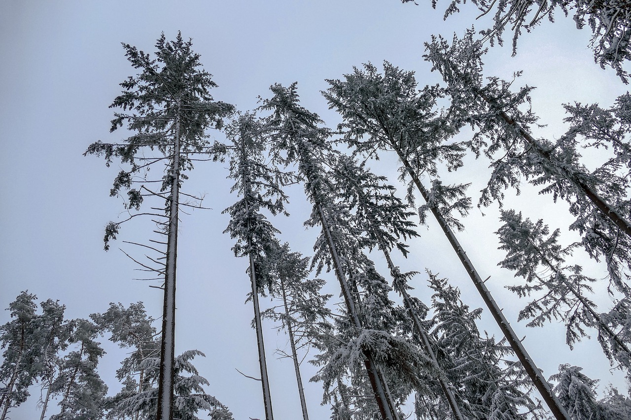 snow  trees  winter free photo